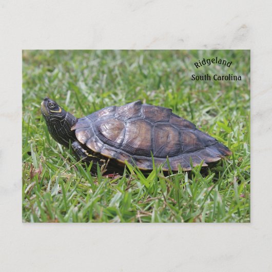 False Map Turtle Ridgeland Sc Postkarte (Vorderseite)