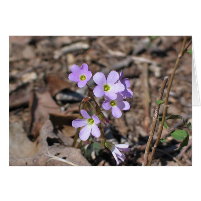 False Rue Anemone (Vorderseite (Horizontal))