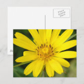 False Sunflower Postcard Postkarte (Vorne/Hinten)