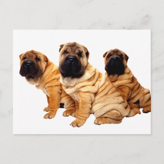 Falten sind eine schöne Postkarte (Vorderseite)