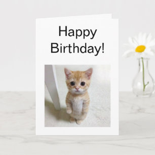 Faltkarte El Gato Cat Meme Karte