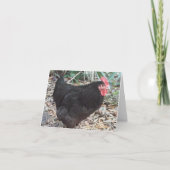 Faltkarte für das Foto "Black Cochin Chicken" (Vorderseite)