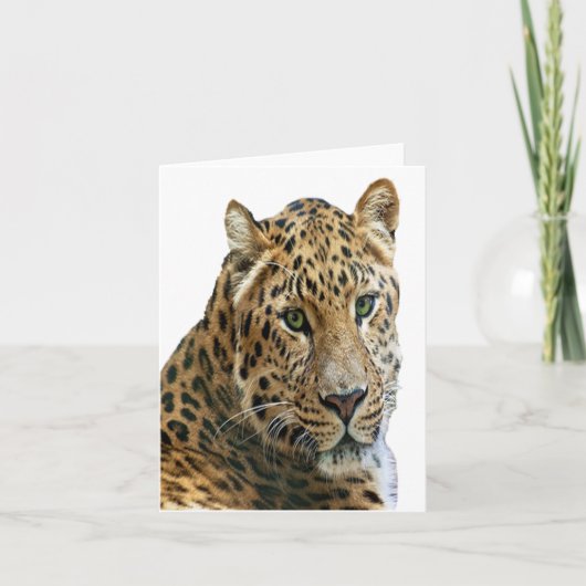 Faltkarte für Leopard-Foto (Vorderseite)