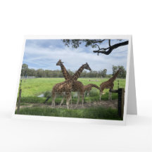 Faltkarte - Giraffe-Liebe