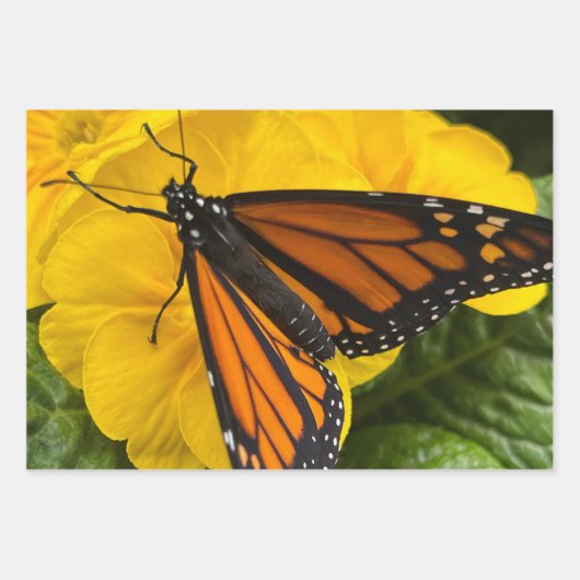 Faltpapier für Monarchschmetterlinge Geschenkpapier Set (Vorderseite 2)