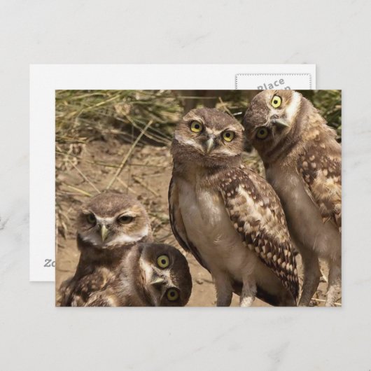 Fam uil postkarte (Vorne/Hinten)