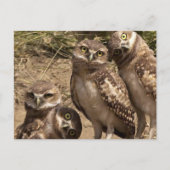 Fam uil postkarte (Vorderseite)