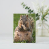 Fambus-Eichhörnchen Postkarte (Stehend Vorderseite)