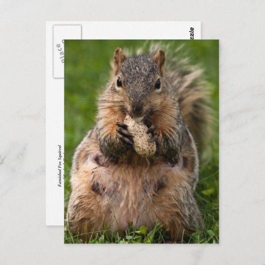 Fambus-Eichhörnchen Postkarte (Vorne/Hinten)