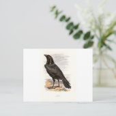 Familiar Wild Birds Swaysland Raven Postkarte (Stehend Vorderseite)