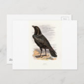 Familiar Wild Birds Swaysland Raven Postkarte (Vorne/Hinten)