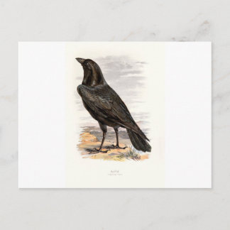 Familiar Wild Birds Swaysland Raven Postkarte