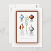 Familie Allium Postkarte (Vorne/Hinten)