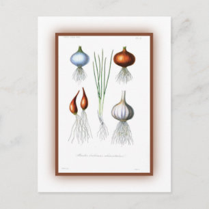 Familie Allium Postkarte