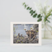 Familie Bald Eagle Postkarte (Stehend Vorderseite)
