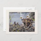 Familie Bald Eagle Postkarte (Vorne/Hinten)