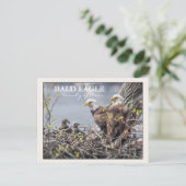 Familie Bald Eagle Postkarte (Stehend Vorderseite)