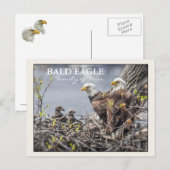 Familie Bald Eagle Postkarte (Vorne/Hinten)