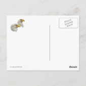 Familie Bald Eagle Postkarte (Rückseite)