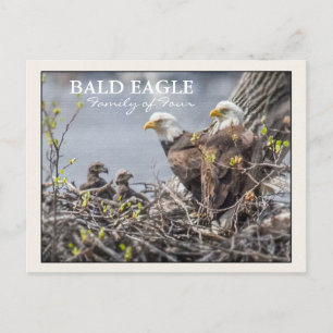 Familie Bald Eagle Postkarte