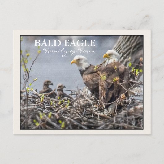 Familie Bald Eagle Postkarte (Vorderseite)