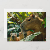 Familie Capybara im tropischen Habitat Postkarte (Vorne/Hinten)