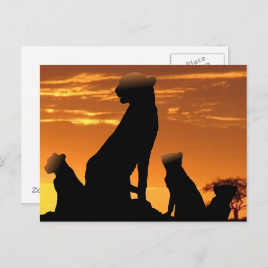 Familie Cheetah Postkarte (Vorne/Hinten)