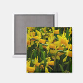 Familie Daffodil Magnet (Vorderseite/Rückseite)