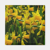 Familie Daffodil Magnet (Vorne)