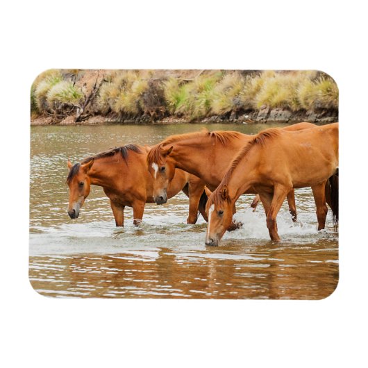 Familie der Braunen Pferde am Fluss Magnet (Horizontal)