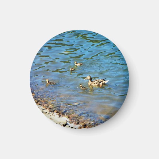 Familie der Enten Magnet (Vorne)