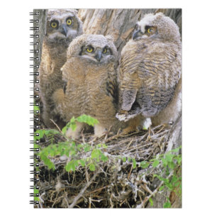 Familie der Großen Hornhühner (Bubo virginianus) Notizblock