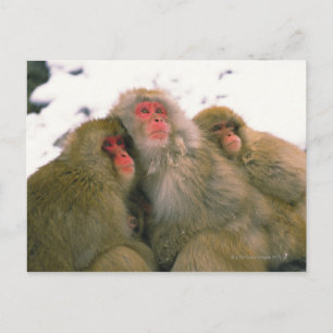 Familie der japanischen Makaken, Jigokudani, Postkarte