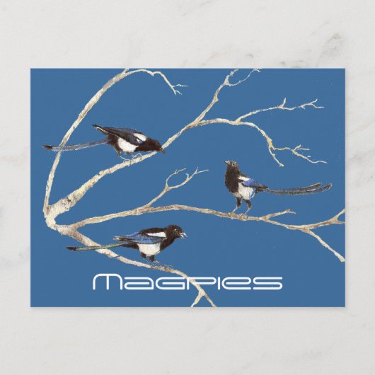 Familie der Magpies, Vögel, Natur, Wildtiere Postkarte (Vorderseite)