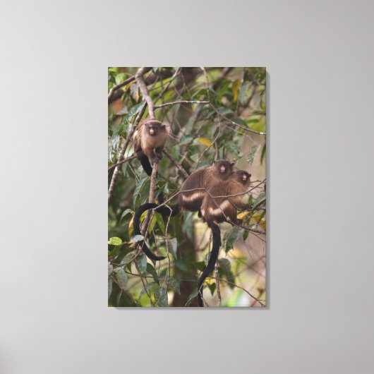 Familie der MarmosetAffen Leinwanddruck (Vorderseite)