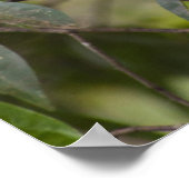 Familie der MarmosetAffen Poster (Ecke)