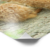 Familie der Mücken - Foto (Ecke)