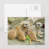 Familie der Mücken - Postkarte (Vorne/Hinten)