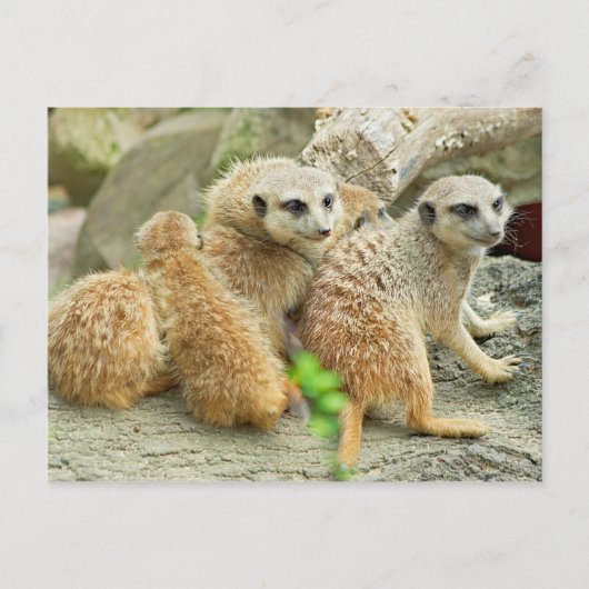 Familie der Mücken - Postkarte (Vorderseite)