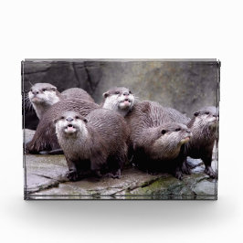 Familie der Otters Fotoblock