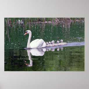 Familie der Schwäne Poster