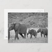 Familie der südafrikanischen Elefanten Postkarte (Vorne/Hinten)