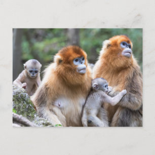 Familie des Goldstumpfnasen-Affen Postkarte