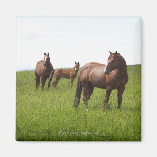 Familie des Pferds auf dem Gebiet Magnet