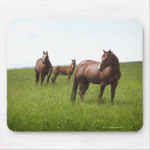 Familie des Pferds auf dem Gebiet Mousepad