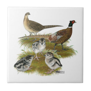 Familie des Ringhalsfasanen Fliese