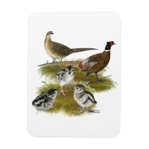 Familie des Ringhalsfasanen Magnet
