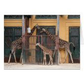 Familie Giraffe (Vorderseite (Horizontal))
