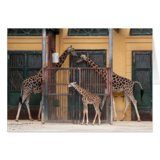 Familie Giraffe (Vorderseite (Horizontal))