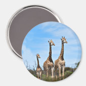 Familie Giraffe auf Grassy Hilltop Magnet (Vorderseite/Rückseite)
